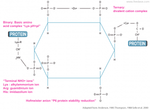 Hofmeister anion P6 protein stability reduction