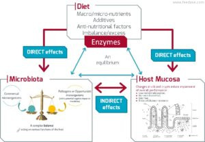 Interaction_diet_microbiota_mucosa