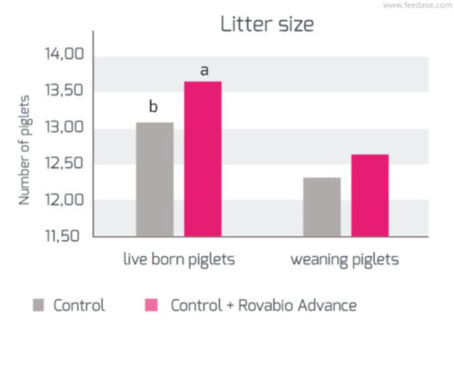 Results in piglets litter performance (1)