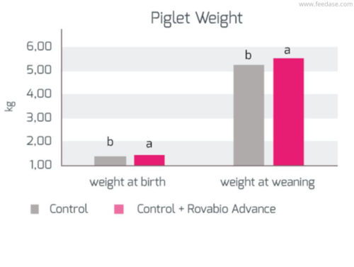 Results in piglets litter performance